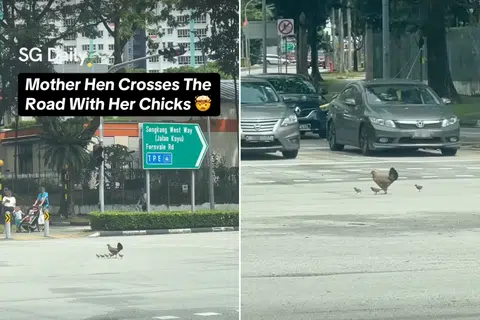 Mother hen leads her chicks safely across Sengkang road