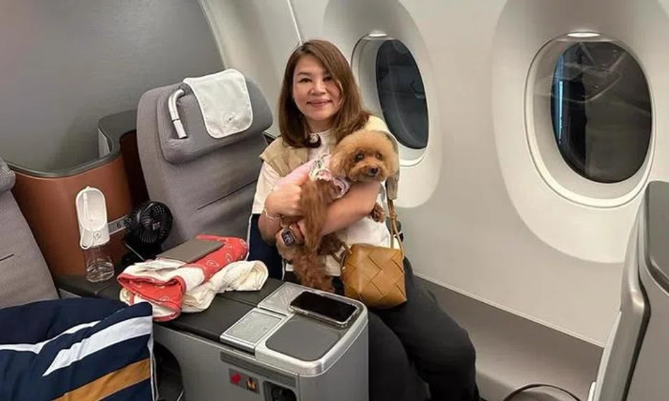 Increase in pawrents travelling with their pets: Some fly business class, on private jets