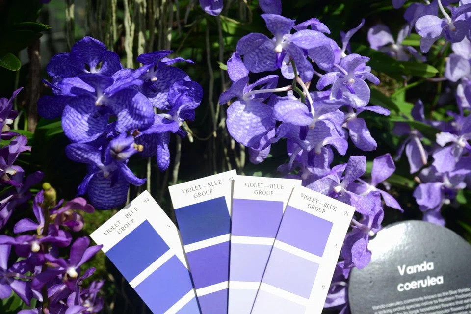 The orchid, with a distinct tessellated pattern on its petals, is featured in Orchids from the Land of Smiles.