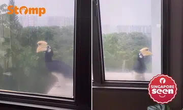 Resident spots hornbill twice outside Tampines flat window