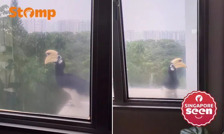 Resident spots hornbill twice outside Tampines flat window