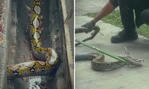 2m-long python stuck in drain pipe at Hong Lim Park saved by NParks after 5-hour rescue