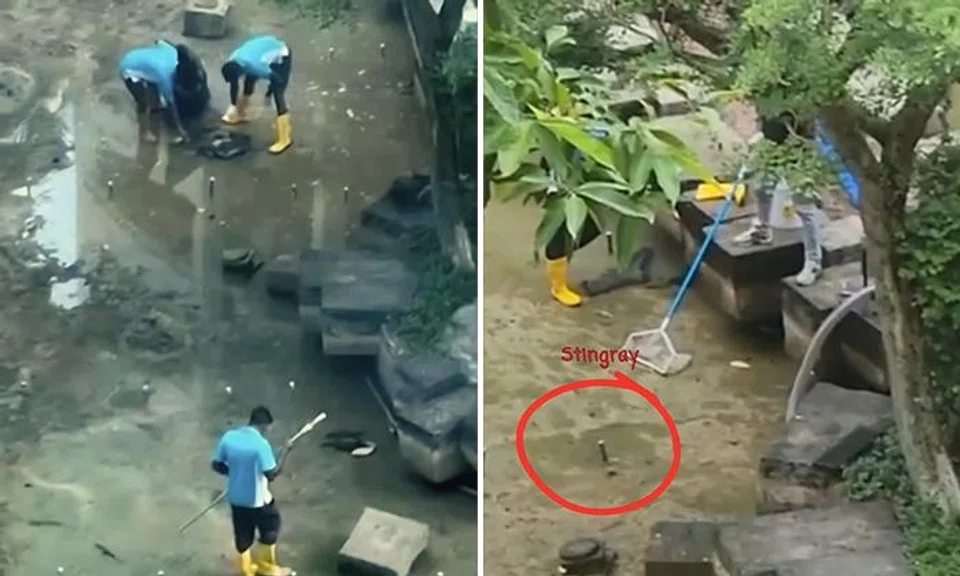Stingrays and other fish left struggling without water during condo pond cleaning, NParks investigating