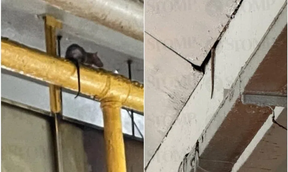 NEA carried out inspections at the food centre on Jan 23 after getting a complaint about a rodent infestation.