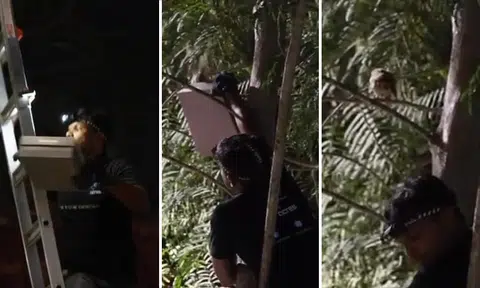 Acres places Telok Blangah owlets higher in tree to help them learn to fly: 'This is a crucial phase'