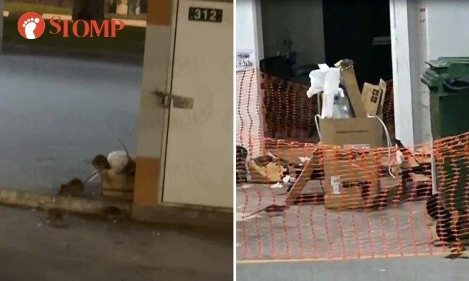 Town councils are fighting back after rodents were sighted in Serangoon Central and Tampines GreenGem.