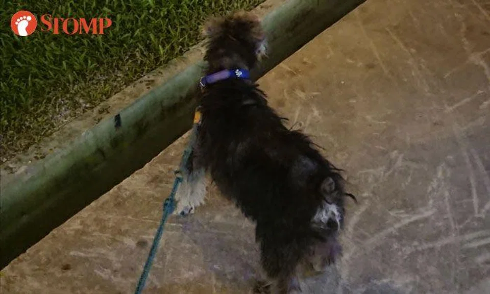 Man looking for 10-year-old dog that belonged to his late wife after it runs out of Pasir Ris home