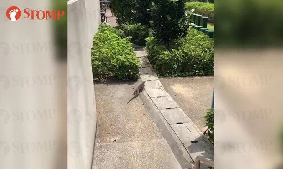 Monitor lizard runs away after being spotted by Stomper outside mall in Punggol