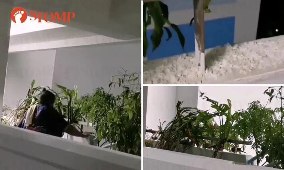 Yew Tee aunty lays out rice on parapet for birds to eat