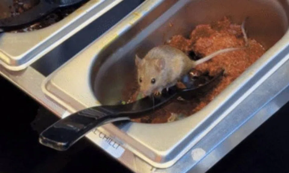 rat in sauce