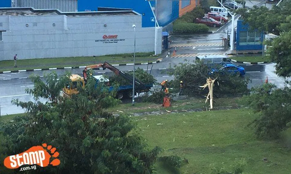 Tree struck down by lightning during heavy rain at Kim Chuan Rd