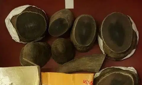 Illegal rhino horns detected and seized on 31 August 2017 (Photo: AVA)