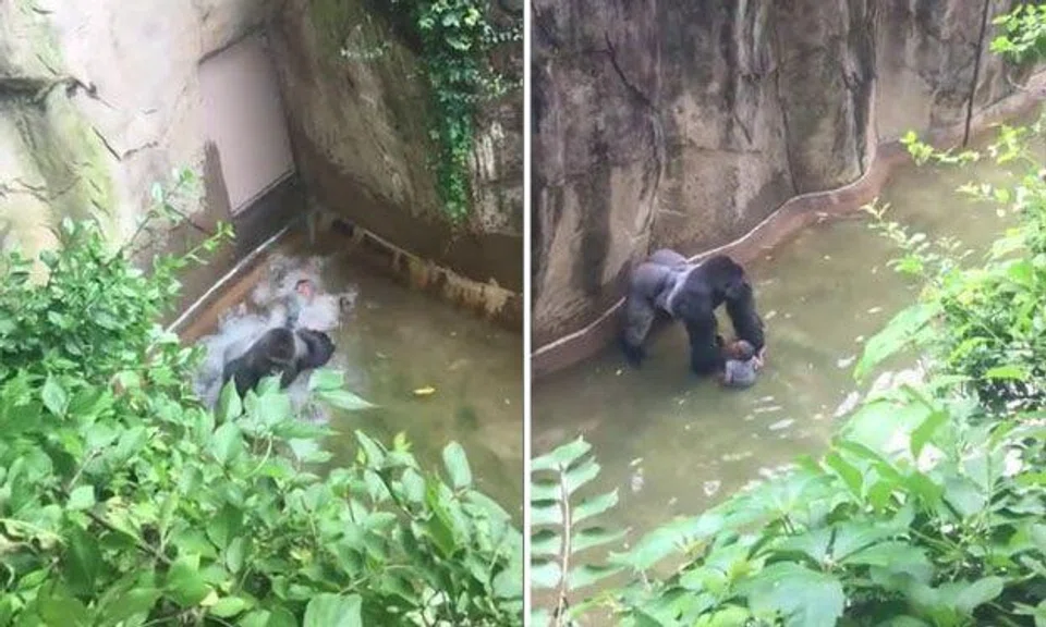 Gorilla killed to save 3-year-old who fell into Ohio zoo exhibit: Animal expert and child's mum responds to criticism