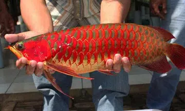 Man steals $1,400 arowana fish after breaking into Clementi shop