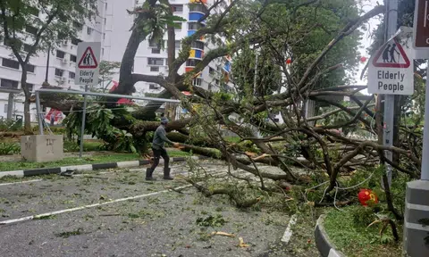 Fallen tree along Pipit Road in MacPherson causes buses to be diverted