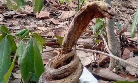 For real or hoax? Video of curled up carcass resembling a snake goes viral