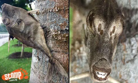 How did it get there? Hideous fish with spikes and humanoid teeth stuck on tree at Punggol Promenade