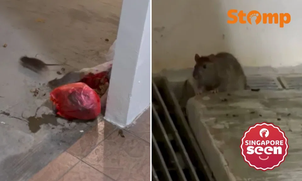 Telok Blangah resident says rats have ‘built an empire’ despite repeated complaints to town council