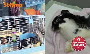 Owner heartbroken after pet rabbit dies following sedation for surgery