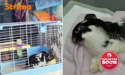 Owner heartbroken after pet rabbit dies following sedation for surgery