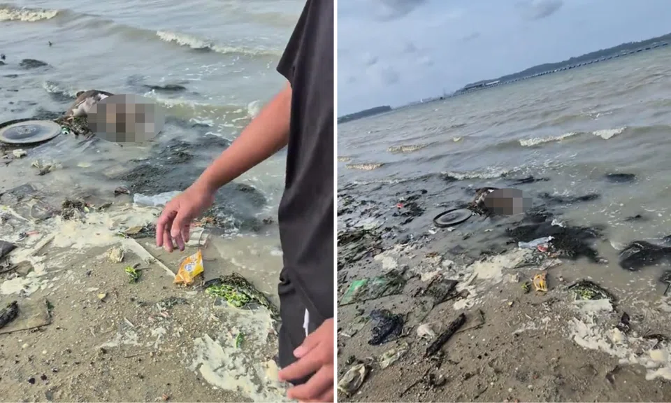 The dog was spotted at a beach in Pasir Ris.