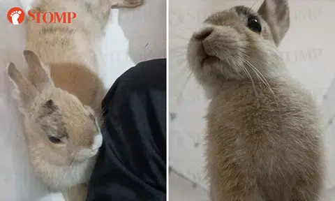 Man heartbroken after his wife gives away pet rabbit without telling him, hopes to get it back