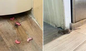 rat infestation, Ang Mo Kio coffee shop, food hygiene