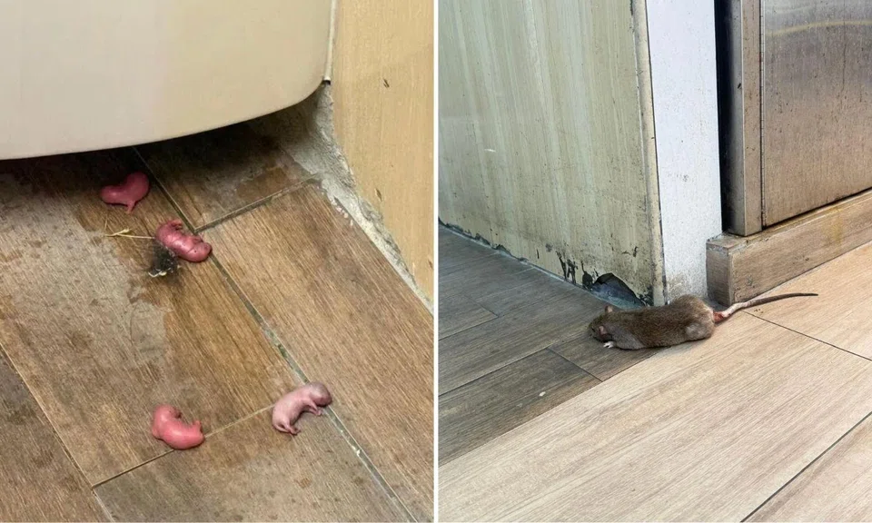 rat infestation, Ang Mo Kio coffee shop, food hygiene