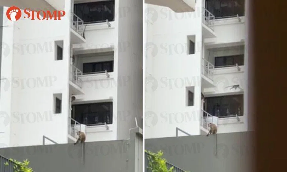 New resident 'petrified' by unexpected neighbours in Punggol BTO estate