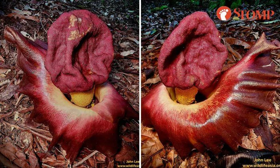 Man gets 'pungent and rotten' whiff of corpse flower before he sees it