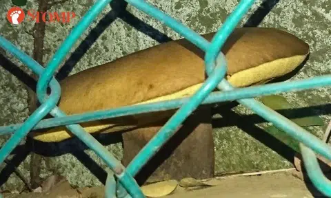 Have you seen mushrooms this huge in Yio Chu Kang?