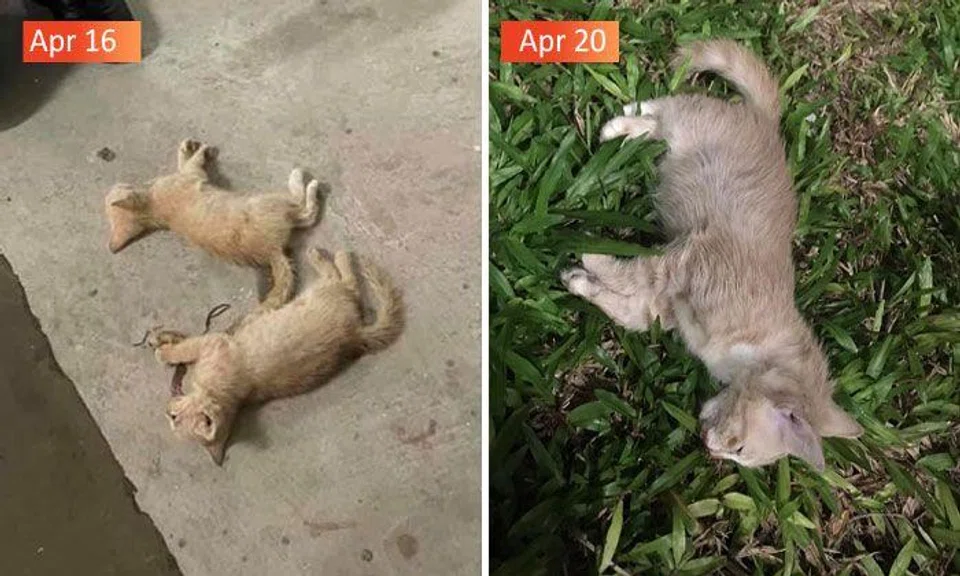 Third kitten found dead at same Yishun block