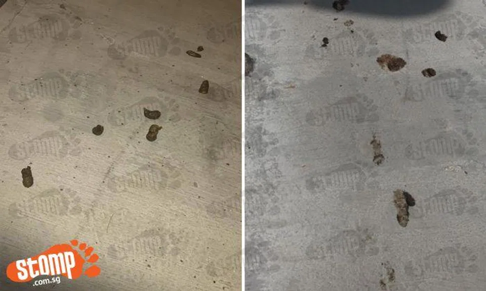 Bukit Timah pavement dotted with dog poop -- that becomes even bigger mess