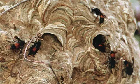 Photo illustration: Shin Min Daily News