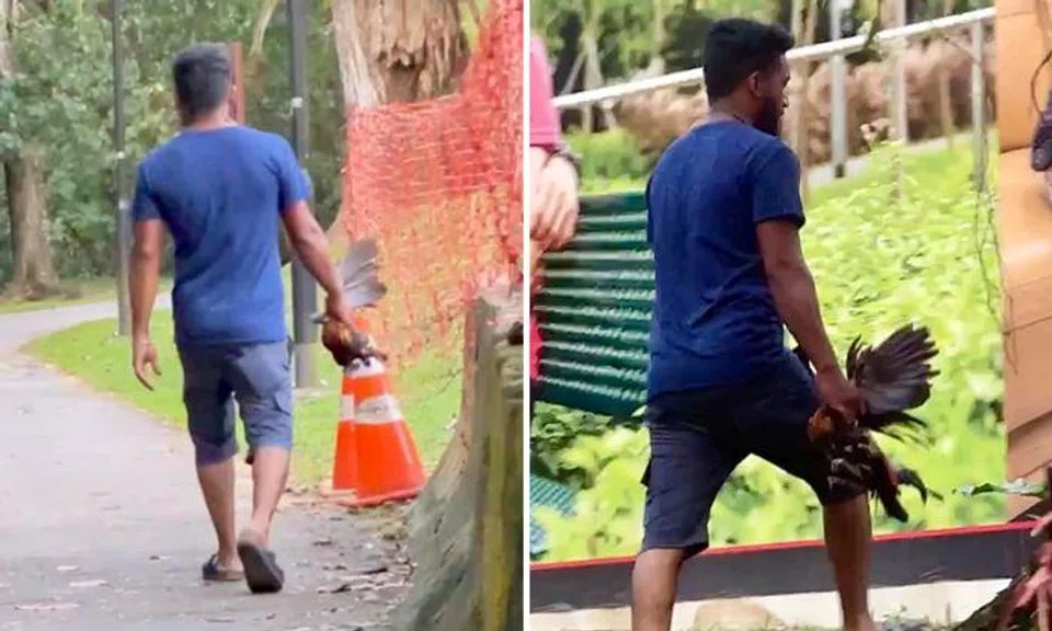 NParks looking into alleged killing of wild chicken at Pasir Ris Park ...