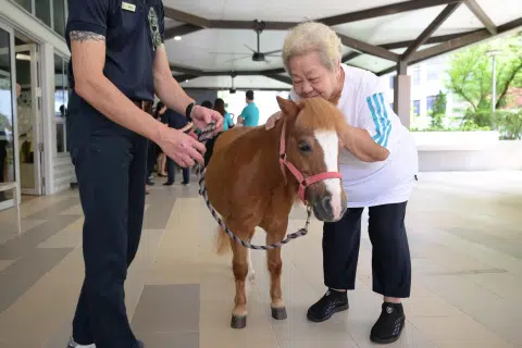 Senior citizens keep active by walking with horses in new programme