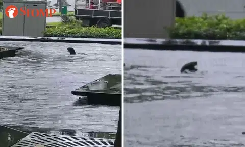 Otter feasts on koi in Capital Tower fountain during lunchtime spectacle