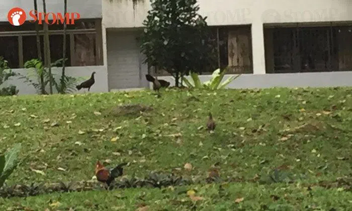 Stomper reminded of good old kampung days after seeing chickens in ...