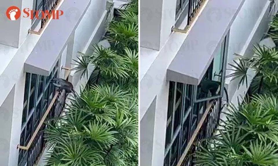 Monkeys are forcefully opening windows and entering apartments at Upper Bukit Timah condo