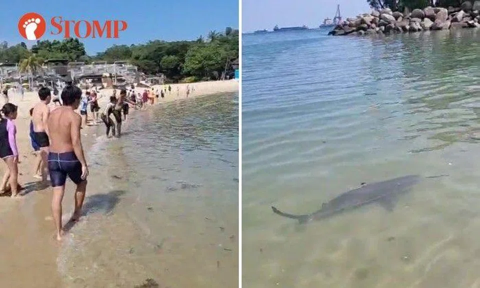 Stomper Andy shared a video of people standing on the beach by the water and watching the shark as it swam near them at 3.30pm.