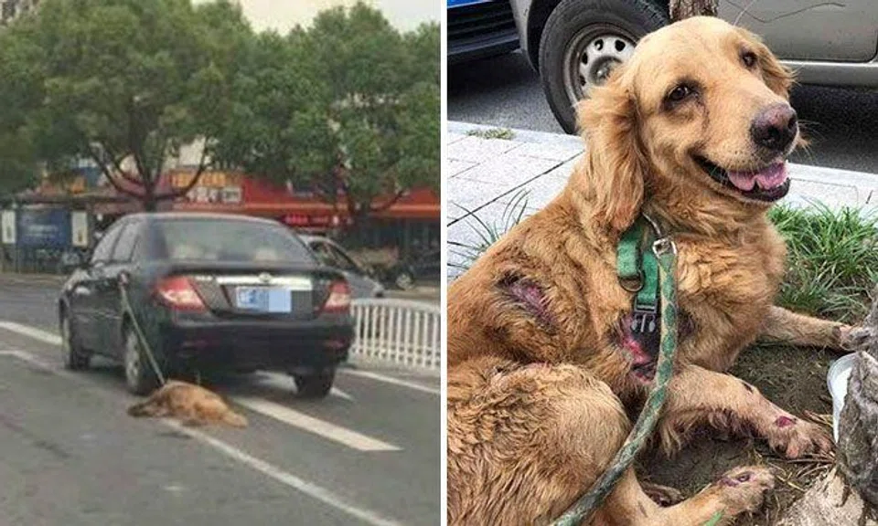 Driver in China drags dog on leash behind car -- then claims to be unaware of what happened 