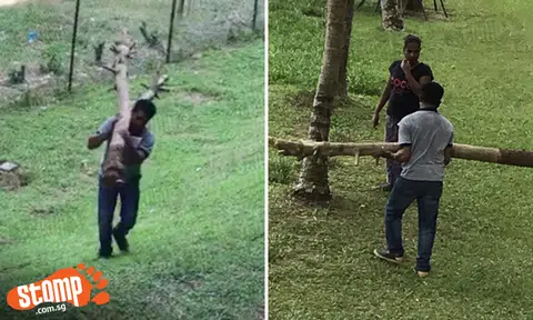 Couple gets 'illegal plantation' removed by Town Council -- then accuses neighbour of ratting on them