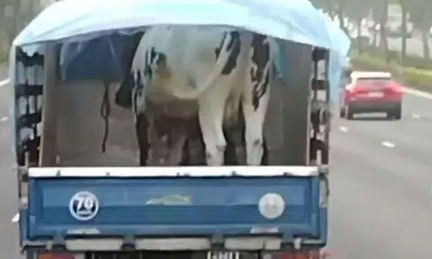 What's a cow doing on the back of a lorry?