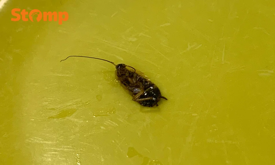 Cockroach found in teh-o at Bedok coffee shop