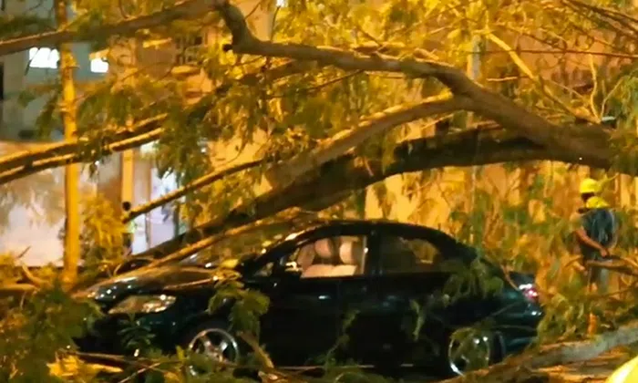 Driver trapped after 5-storey tall tree falls on car in Jurong, escapes ...