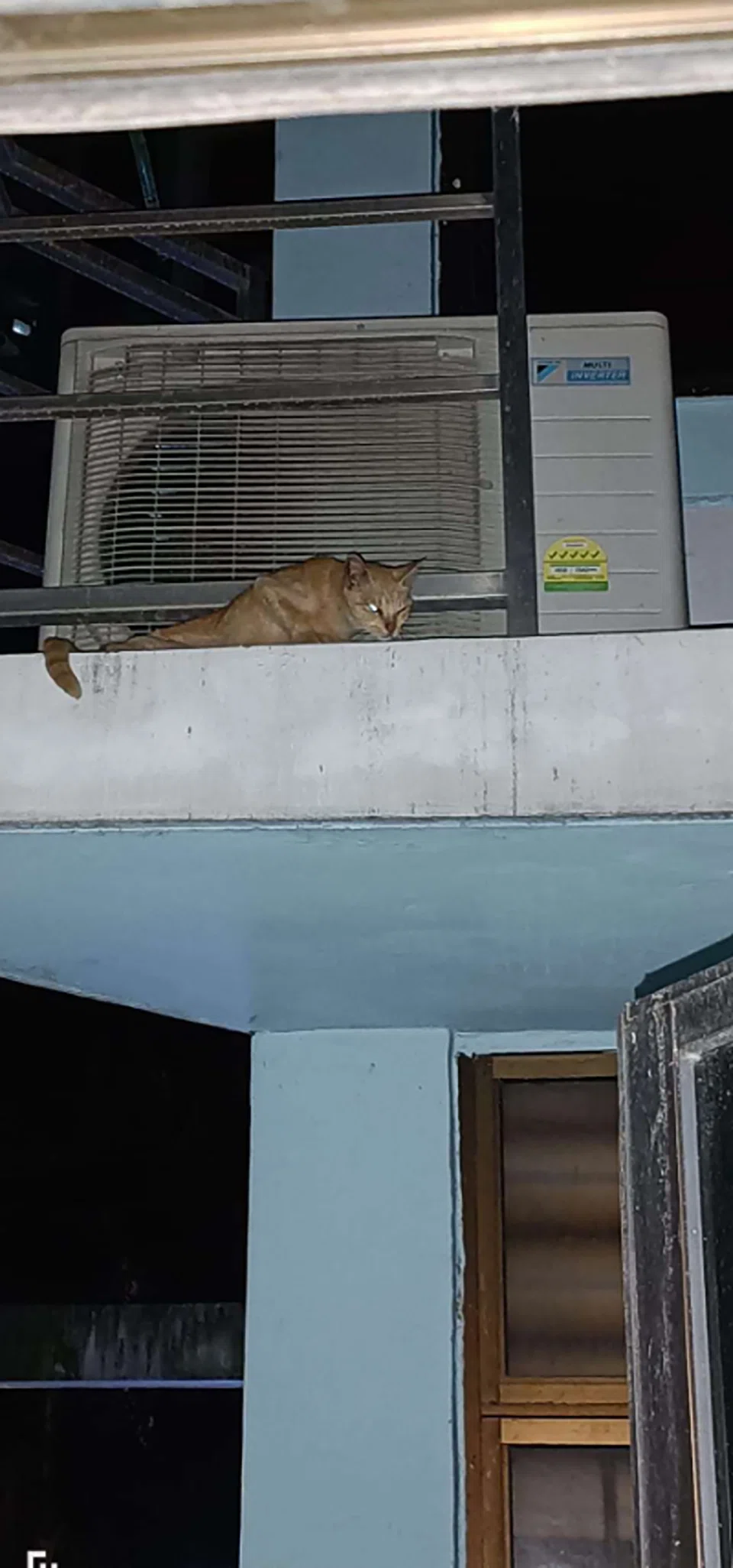 Man jailed for abandoning 71 cats in HDB flat for 2 years
