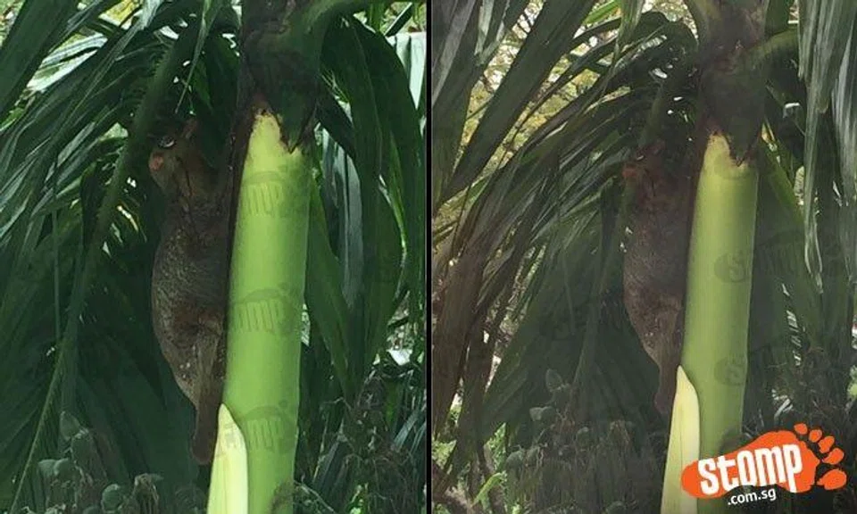 What a mysterious animal at condo near Bukit Timah nature reserve!