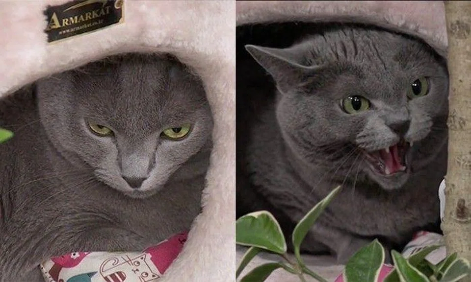 Cat shows who's boss by ruining a live broadcast for its celebrity owners
