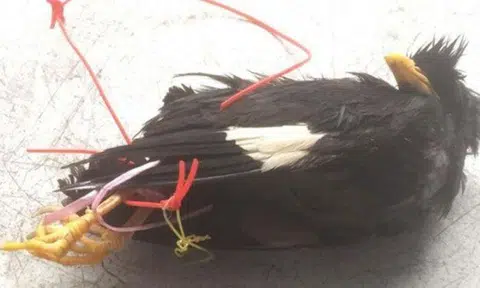 3 mynahs found with wings and necks tied up, SPCA offering $1,000 for information on suspects