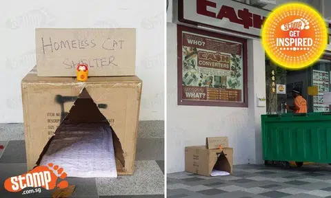 Kudos to Bedok North resident for setting up 'homeless cat shelter'